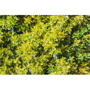 Bršlen Fortuneov (Euonymus Fortunei) ´SUNSPOT´ - výška 10-15 cm , Ø 20-30 cm, kont. C5L